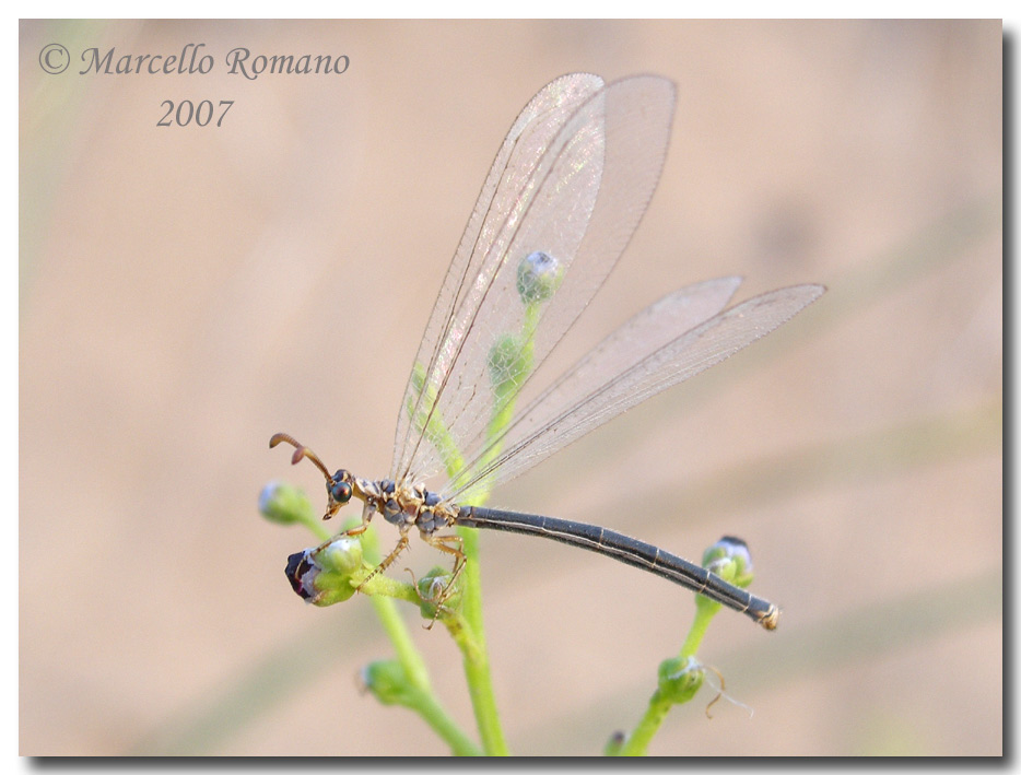 Incontri fra le dune: Myrmeleon hyalinus distinguendus